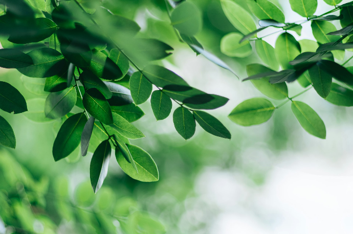 A close up of a tree branch with green leaves